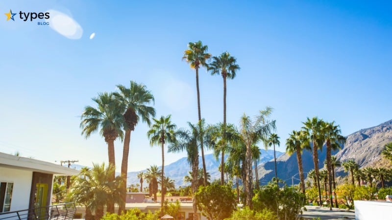 types-of-palm-trees-in-california