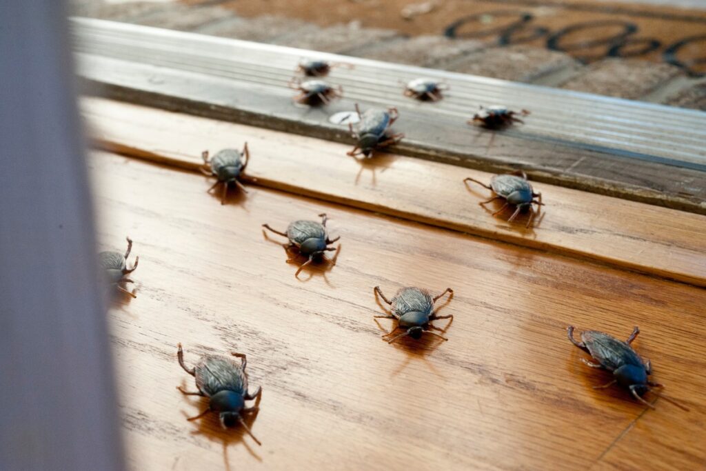 Types Of Texas Roaches 1024x683 